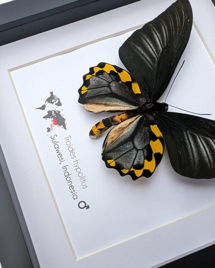 Framed Troides hypolitus Butterfly Display, Rippon's Birdwing, Ethically Sourced Entomology Gift