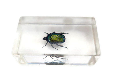 Beetle in resin block: protaetia dicranobia potatini