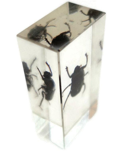 Dung beetle specimen: scarabaeidae ssp. in clear resin block