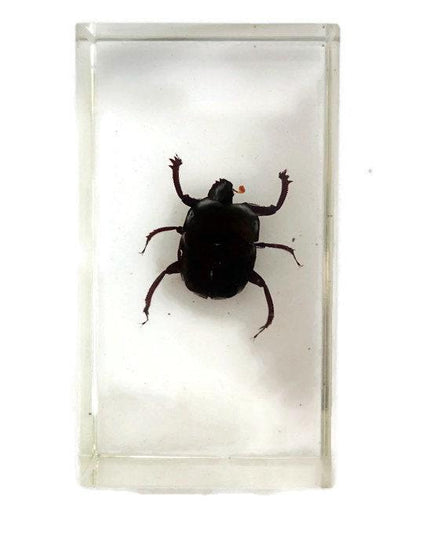 Dung beetle specimen: scarabaeidae ssp. in clear resin block