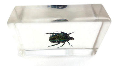 Beetle in resin block: protaetia dicranobia potatini
