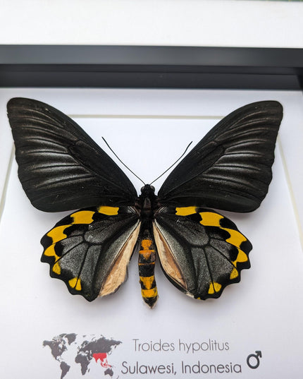 Framed Troides hypolitus Butterfly Display, Rippon's Birdwing, Ethically Sourced Entomology Gift