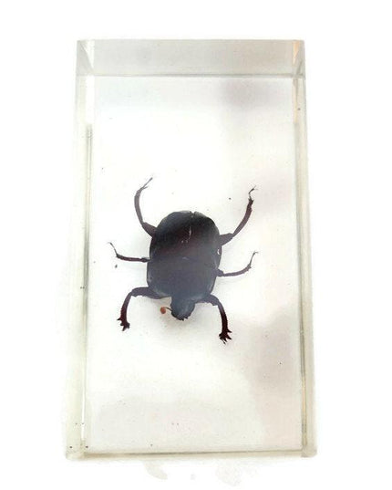 Dung beetle specimen: scarabaeidae ssp. in clear resin block