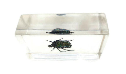 Beetle in resin block: protaetia dicranobia potatini