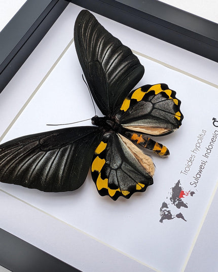 Framed Troides hypolitus Butterfly Display, Rippon's Birdwing, Ethically Sourced Entomology Gift