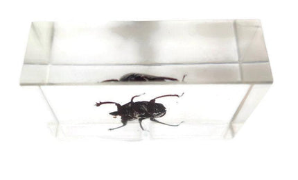 Dung beetle specimen: scarabaeidae ssp. in clear resin block
