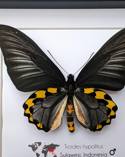 Framed Troides hypolitus Butterfly Display, Rippon's Birdwing, Ethically Sourced Entomology Gift