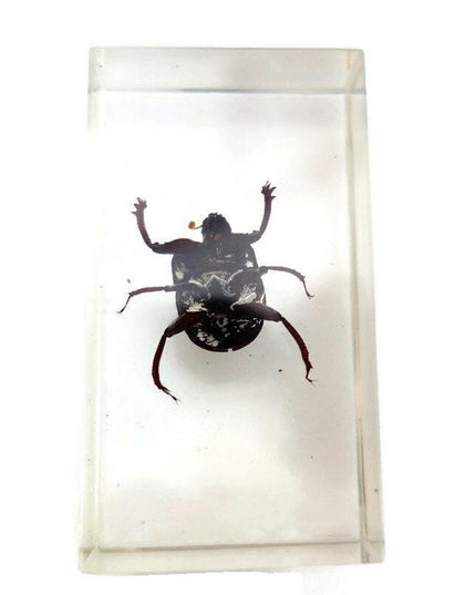 Dung beetle specimen: scarabaeidae ssp. in clear resin block