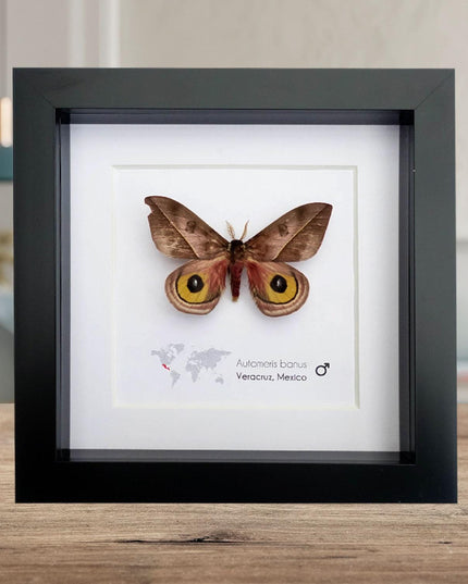 Framed Automeris Banus Moth, Eyed Wings Taxidermy, Entomology Wall Decor