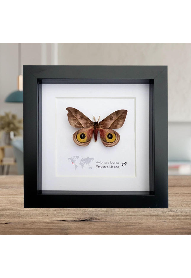 Framed Automeris Banus Moth, Eyed Wings Taxidermy, Entomology Wall Decor