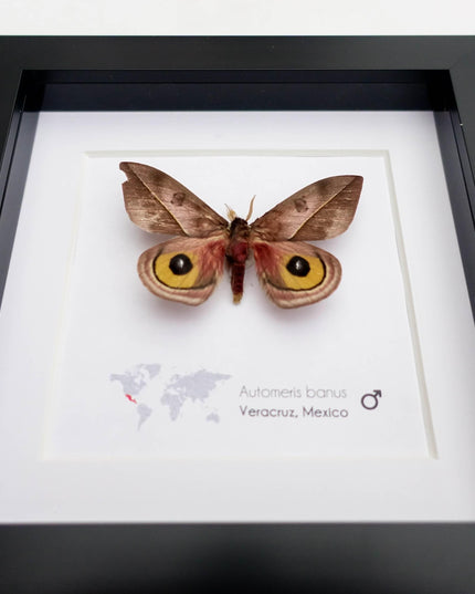 Framed Automeris Banus Moth, Eyed Wings Taxidermy, Entomology Wall Decor