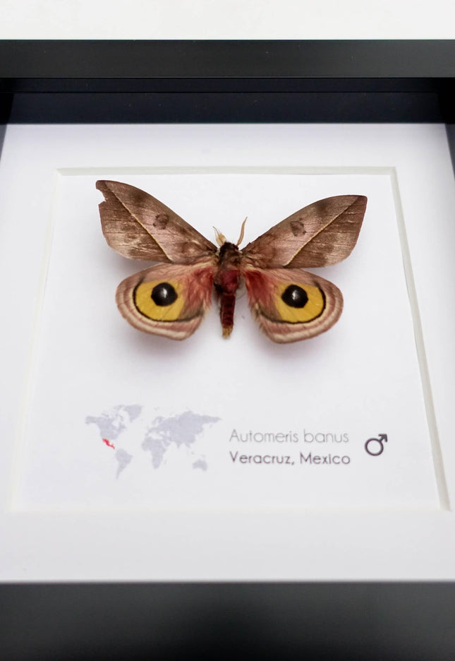 Framed Automeris Banus Moth, Eyed Wings Taxidermy, Entomology Wall Decor