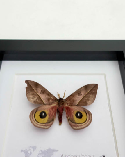 Framed Automeris Banus Moth, Eyed Wings Taxidermy, Entomology Wall Decor