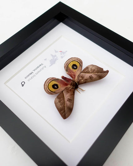 Framed Automeris Banus Moth, Eyed Wings Taxidermy, Entomology Wall Decor