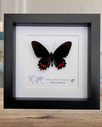 Parides erithalion polyzelus, variable cattleheart, ethically sourced, wall decor, taxidermy butterfly, framed butterfly, entomology