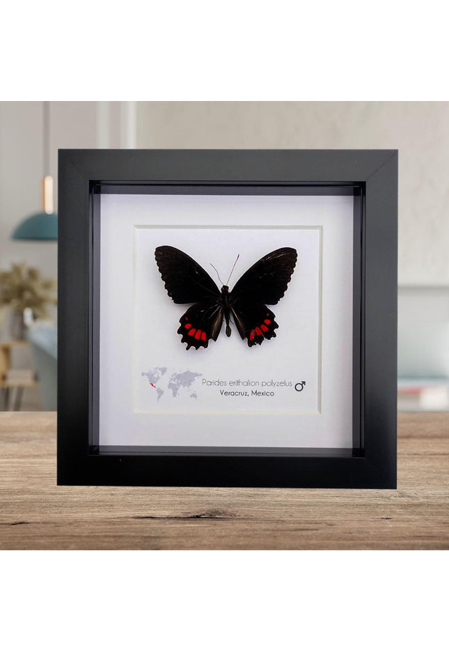 Parides erithalion polyzelus, variable cattleheart, ethically sourced, wall decor, taxidermy butterfly, framed butterfly, entomology
