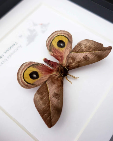Framed Automeris Banus Moth, Eyed Wings Taxidermy, Entomology Wall Decor