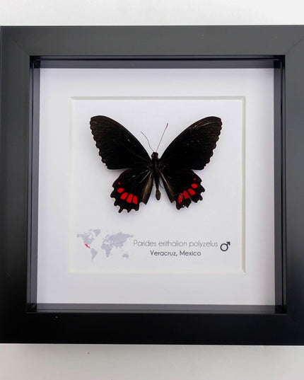 Parides erithalion polyzelus, variable cattleheart, ethically sourced, wall decor, taxidermy butterfly, framed butterfly, entomology