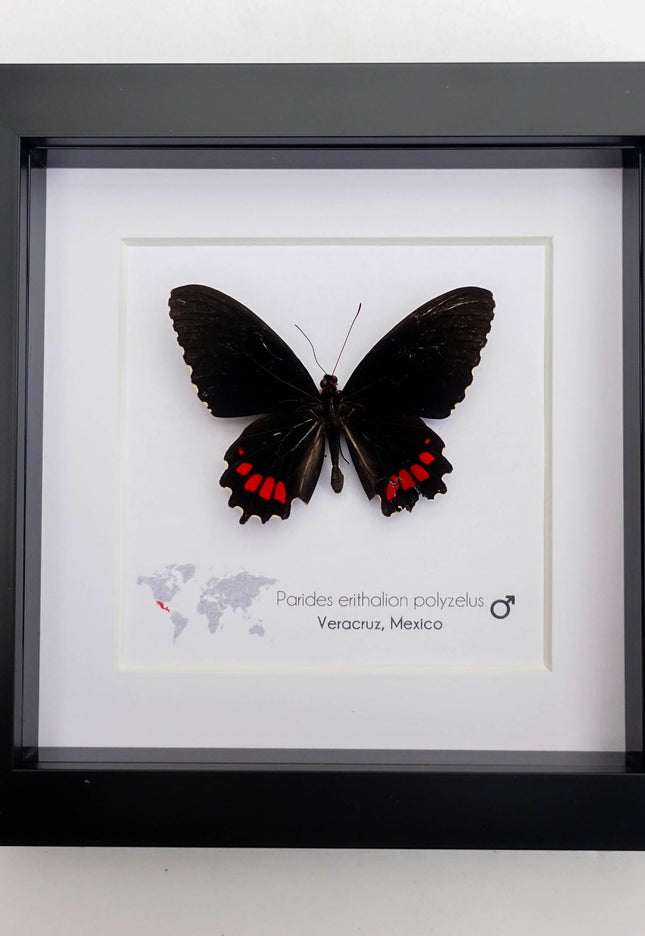 Parides erithalion polyzelus, variable cattleheart, ethically sourced, wall decor, taxidermy butterfly, framed butterfly, entomology