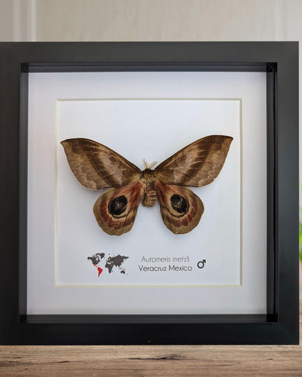 Framed Automeris Metzli Moth, Eyed Wings, Taxidermy Entomology Display