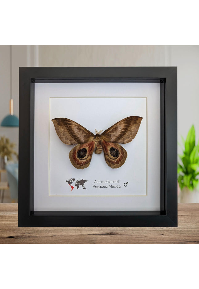 Framed Automeris Metzli Moth, Eyed Wings, Taxidermy Entomology Display