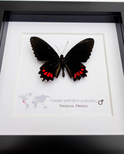 Parides erithalion polyzelus, variable cattleheart, ethically sourced, wall decor, taxidermy butterfly, framed butterfly, entomology