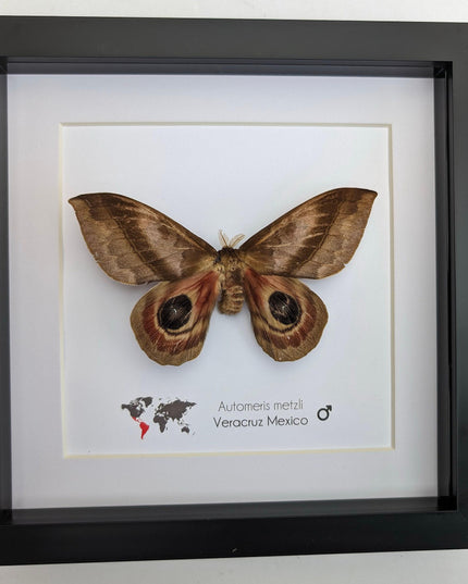 Framed Automeris Metzli Moth, Eyed Wings, Taxidermy Entomology Display