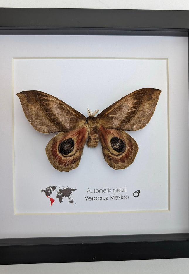 Framed Automeris Metzli Moth, Eyed Wings, Taxidermy Entomology Display