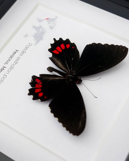 Parides erithalion polyzelus, variable cattleheart, ethically sourced, wall decor, taxidermy butterfly, framed butterfly, entomology