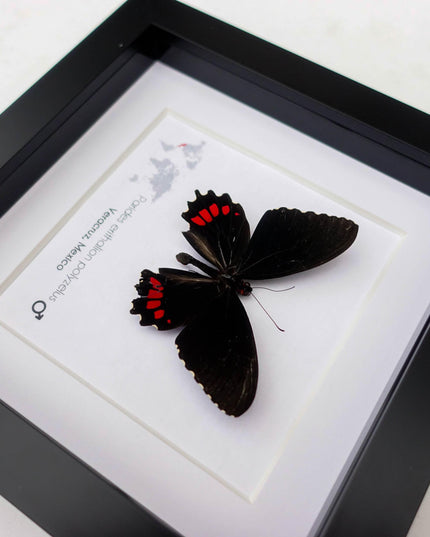Parides erithalion polyzelus, variable cattleheart, ethically sourced, wall decor, taxidermy butterfly, framed butterfly, entomology
