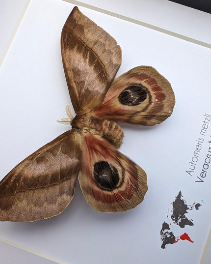 Framed Automeris Metzli Moth, Eyed Wings, Taxidermy Entomology Display