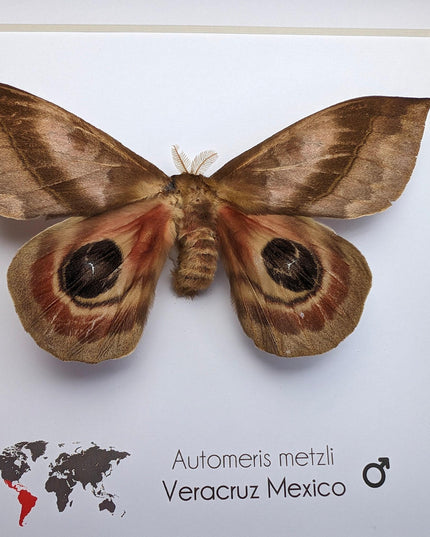 Framed Automeris Metzli Moth, Eyed Wings, Taxidermy Entomology Display