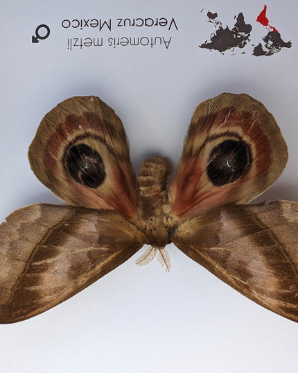 Framed Automeris Metzli Moth, Eyed Wings, Taxidermy Entomology Display