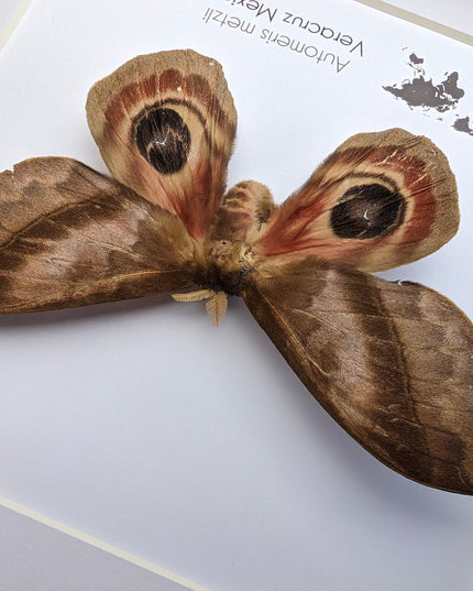 Framed Automeris Metzli Moth, Eyed Wings, Taxidermy Entomology Display