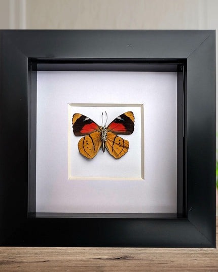 Framed perisama butterfly taxidermy: humboldtii tringa, 4" square