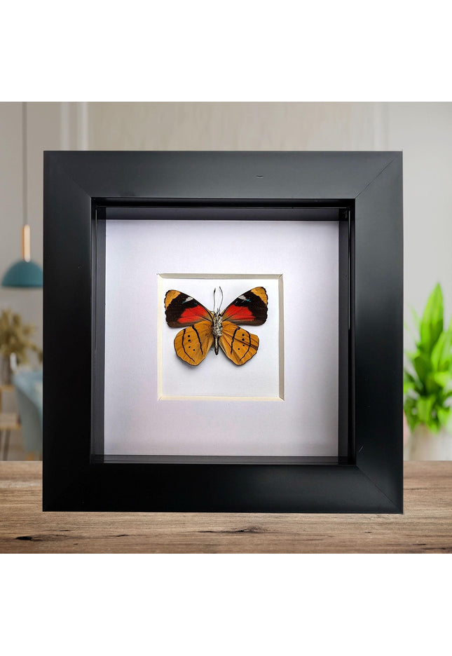 Framed perisama butterfly taxidermy: humboldtii tringa, 4" square