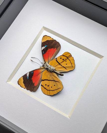 Framed perisama butterfly taxidermy: humboldtii tringa, 4" square