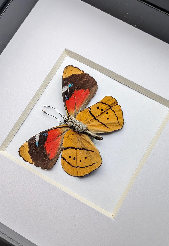Framed perisama butterfly taxidermy: humboldtii tringa, 4" square
