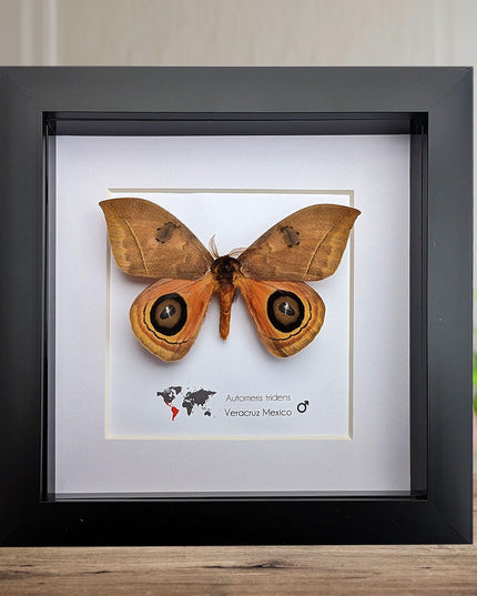 Framed Taxidermy Automeris Tridens Moth, Eyed Wings, Entomology Wall Decor