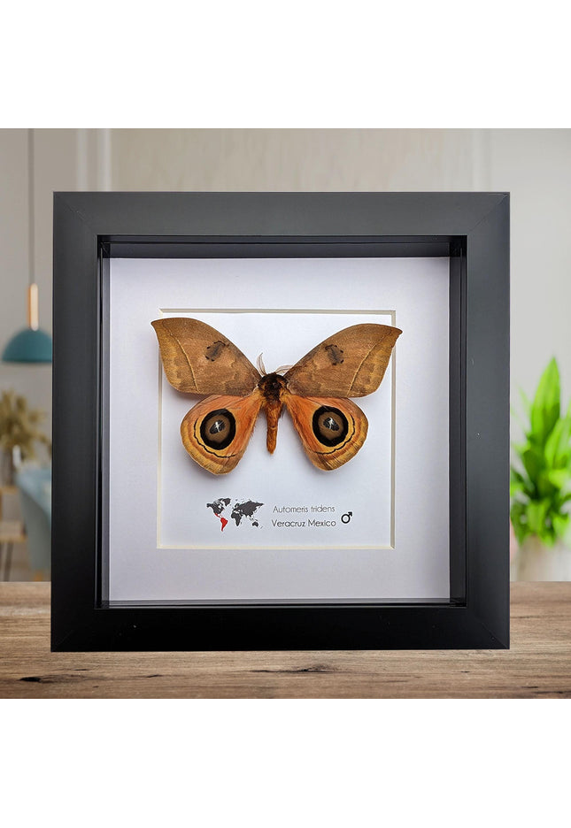 Framed Taxidermy Automeris Tridens Moth, Eyed Wings, Entomology Wall Decor