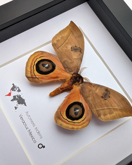 Framed Taxidermy Automeris Tridens Moth, Eyed Wings, Entomology Wall Decor
