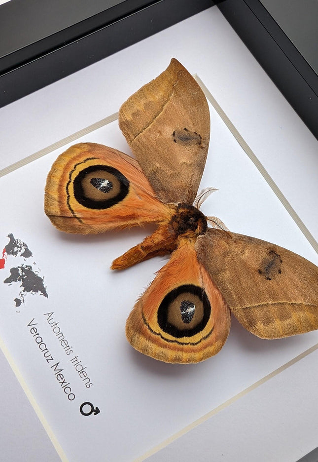 Framed Taxidermy Automeris Tridens Moth, Eyed Wings, Entomology Wall Decor