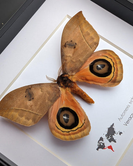 Framed Taxidermy Automeris Tridens Moth, Eyed Wings, Entomology Wall Decor