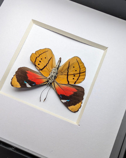 Framed perisama butterfly taxidermy: humboldtii tringa, 4" square