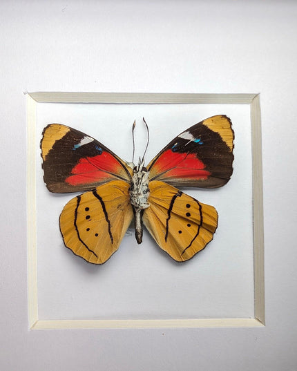 Framed perisama butterfly taxidermy: humboldtii tringa, 4" square