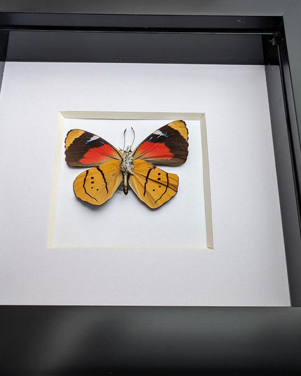 Framed perisama butterfly taxidermy: humboldtii tringa, 4" square