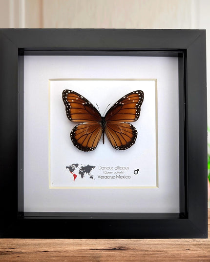 Framed Queen Butterfly, Taxidermy Entomology Gift, Nature Art