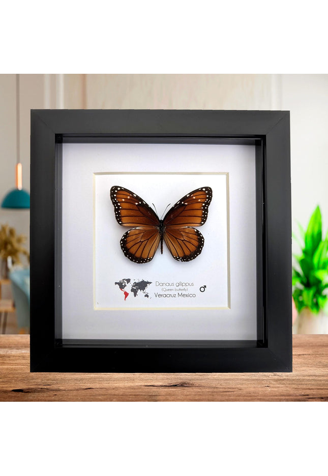 Framed Queen Butterfly, Taxidermy Entomology Gift, Nature Art