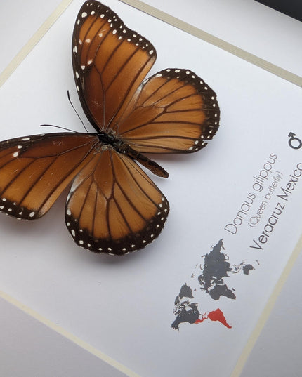 Framed Queen Butterfly, Taxidermy Entomology Gift, Nature Art