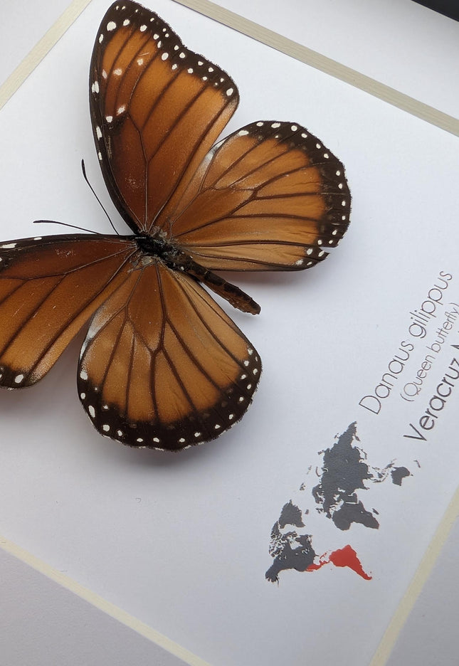 Framed Queen Butterfly, Taxidermy Entomology Gift, Nature Art
